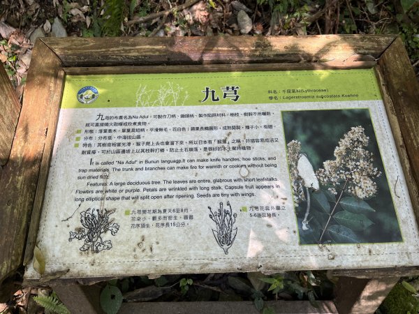 [玉山尋寶任務-03/12] 2025_0810 瓦拉米步道2857542