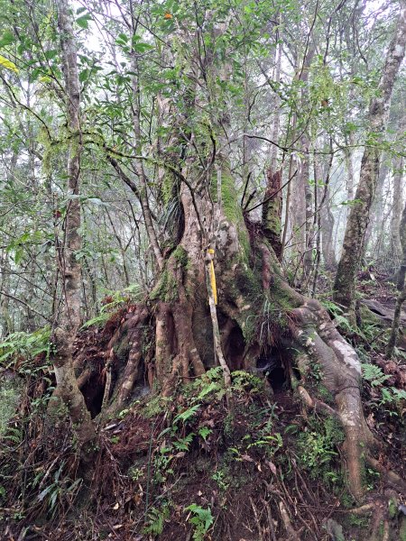 砂卡礑二日行D1：得卡倫步道→大禮部落→砂卡礑林道→立霧山→大同部落202312022368268