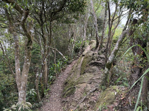 [微笑山線_第八段] 2026_0411 二格山系_筆架山南峰3035197