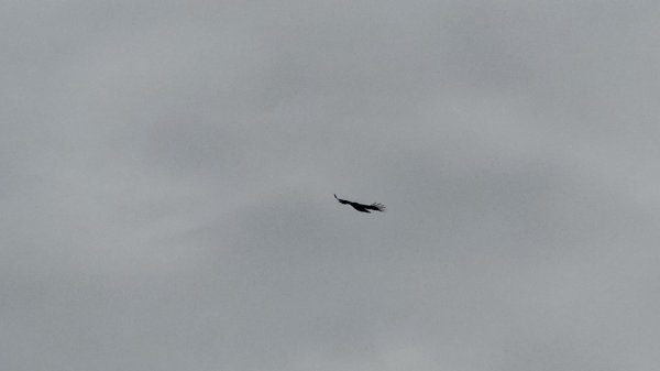 鳶嘴山+稍來神木2709864