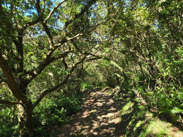 大屯主峰-連峰步道環形（小百岳）2904354