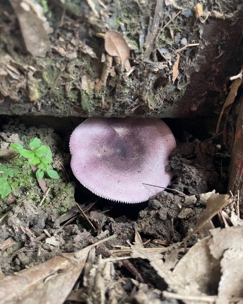 微笑山⛰️線-大棟-二格山-五分山-天上山-鳶山💎12條步道完成💙2841365