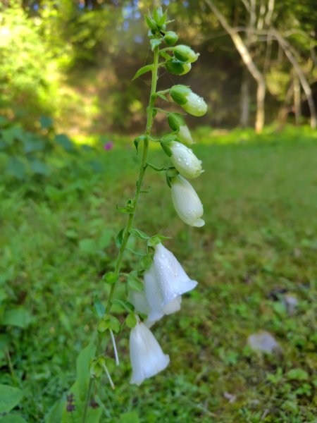 稍來小雪山國家步道、船型山、鞍馬山、鞍馬山東北峰、天池、雪山神木2799663