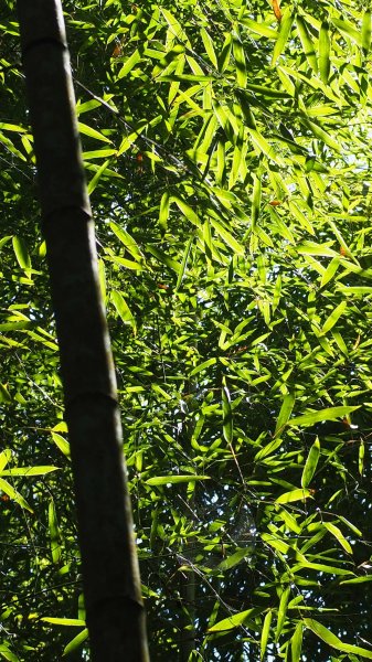 《南投》竹林台灣杉｜溪頭山竹崙山志騰山O繞202302182035931