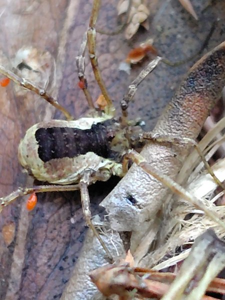 守關山南峰 守關山 守城大山2919105