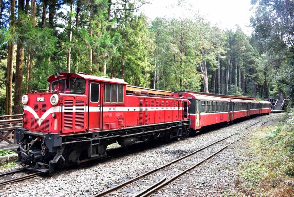 20260207阿里山健行追公車3010597