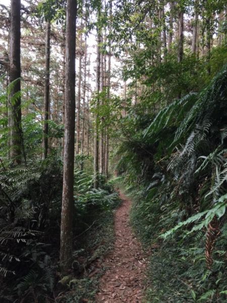 惠蓀林場-小出山308533