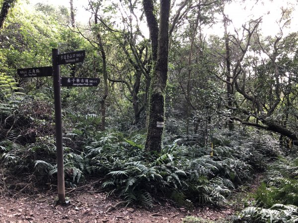 台灣小百岳No.011姜子寮山908424