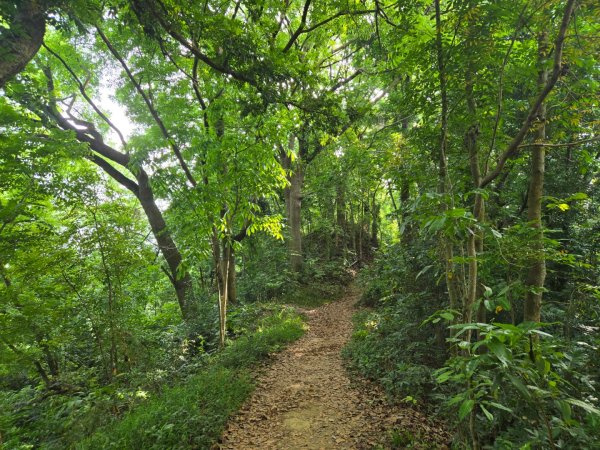 新化林場後山步道2776963