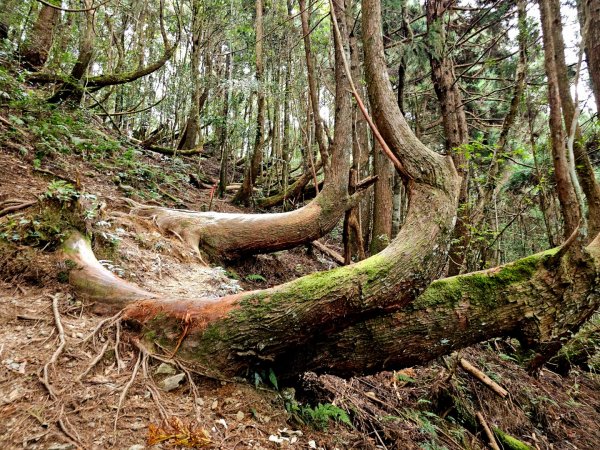 油羅山-2025森遊竹縣皮皮獅探險隊2910104