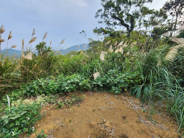 20241215富浪波山鹹菜棚街與打牛崎步道2691617