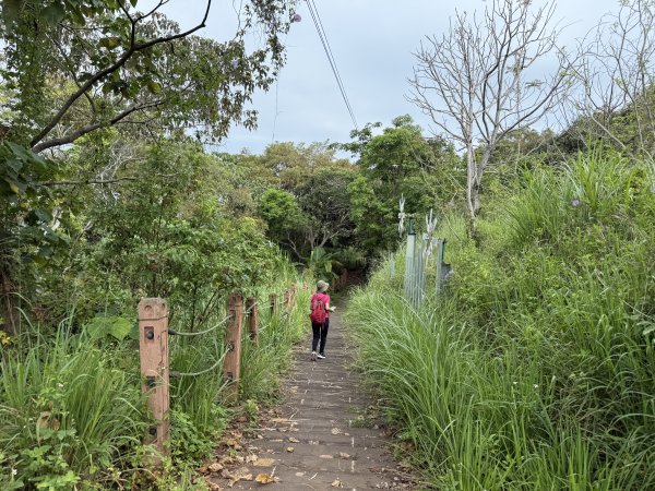 挑水古道附近古道串聯+藤山步道202505032784336