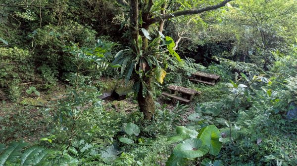 114.06.28內平林山-番子坑山-平湖森林遊樂區之O型2824297