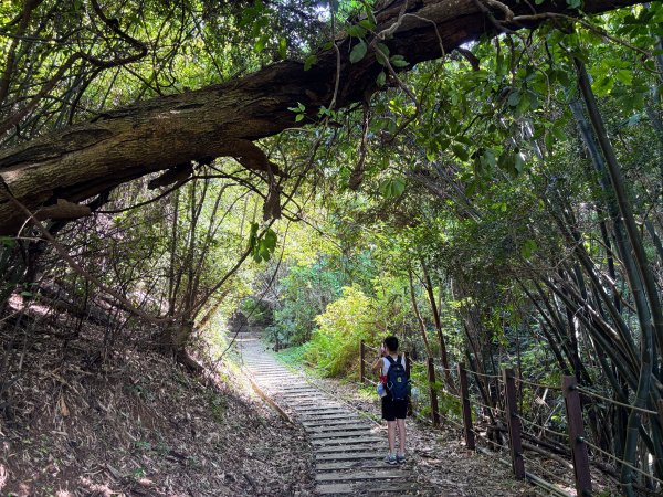 犁頭山、文山步道2835633