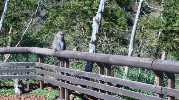 太平山的台灣獼猴231657