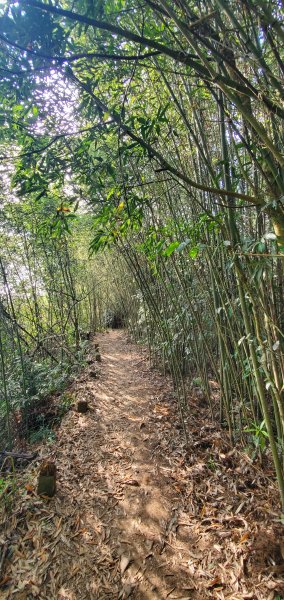 2021-04-11馬那邦山登山步道1346417