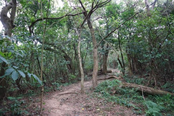 〔內湖〕文間山，劍南蝶園，劍潭古寺，婆婆橋 鄭成功廟步道2249266