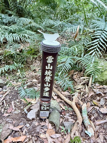 雪山坑步道悠遊順訪雪山坑山(再訪)  2025.12.32953733