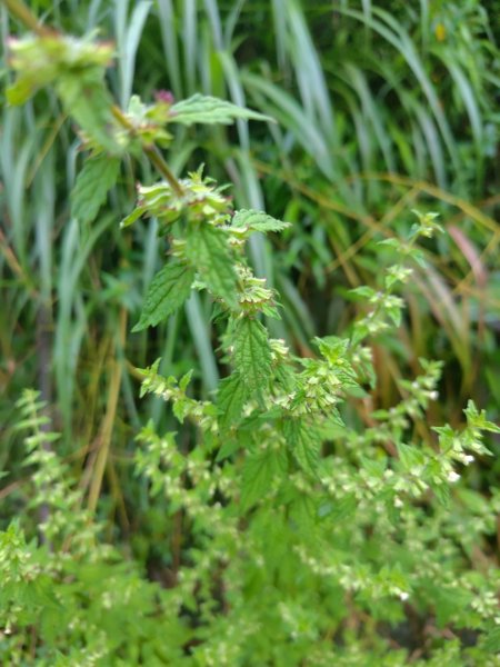 再訪雙林山、杜仔湖步道、雙子山2817929