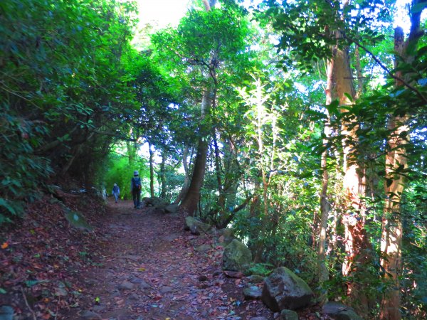 草山竹林美景療癒小徑：橫嶺古道1045555