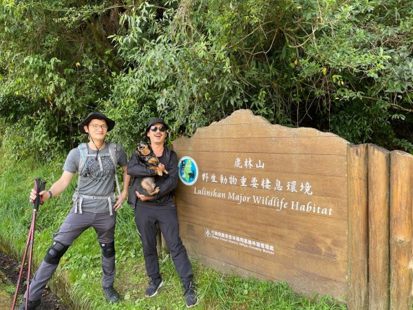 石山引水道 鹿林神木1808954