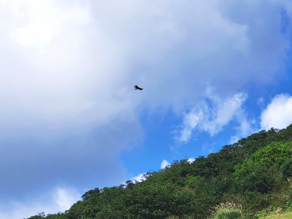 【芒花舞秋風】草山精典賞芒勝地連走2336385