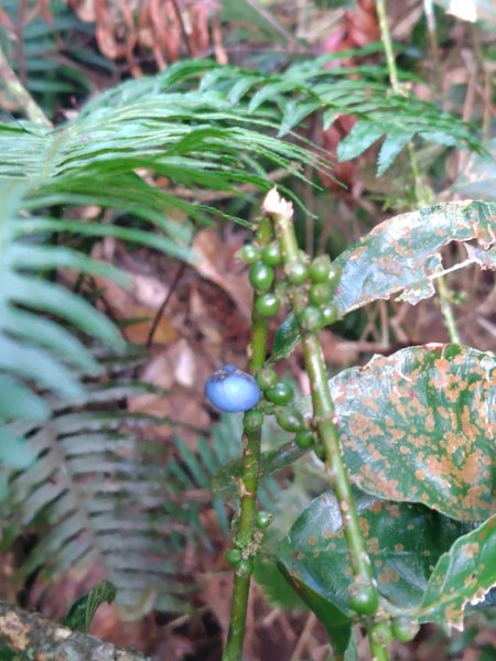 巒安堂、西巒大山2931642