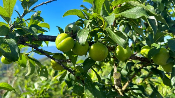 隙頂二延平步道2798971