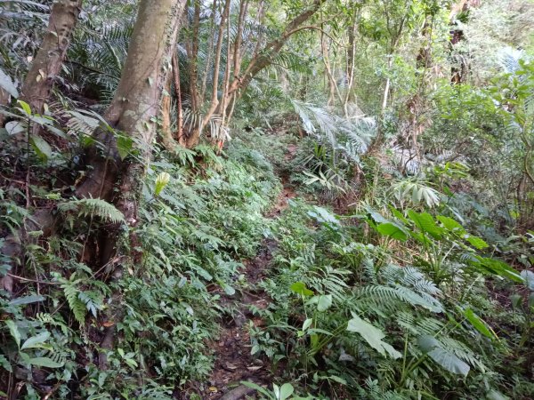 汐止區北港山+拱北殿楓情O型2976022