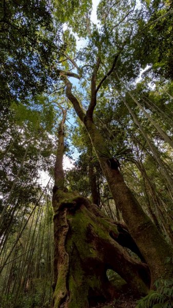 嘉南雲峰、石壁山步道3049111