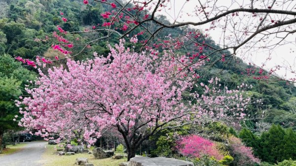 1100216冬瓜山千年櫸木1272877