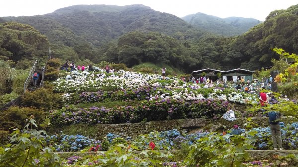 【臺北大縱走2】頂湖和竹子湖賞繡球花海芋981872