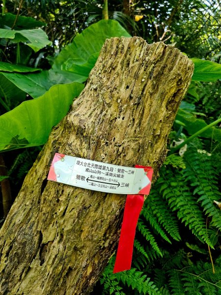 (鳶山山系)鳶山彩壁-2025微笑山線大縱走尋寶集章任務2855202