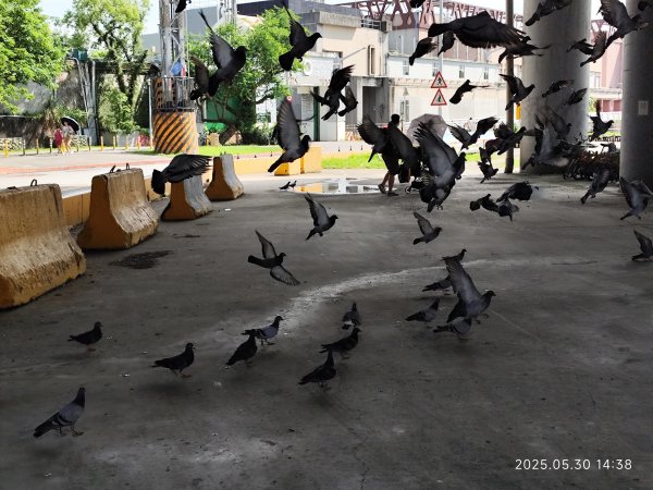 大佳、迎風、觀山河濱公園 (基隆河右岸、左岸)2800084