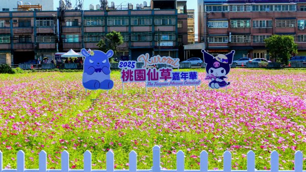 富岡仙草花2942395