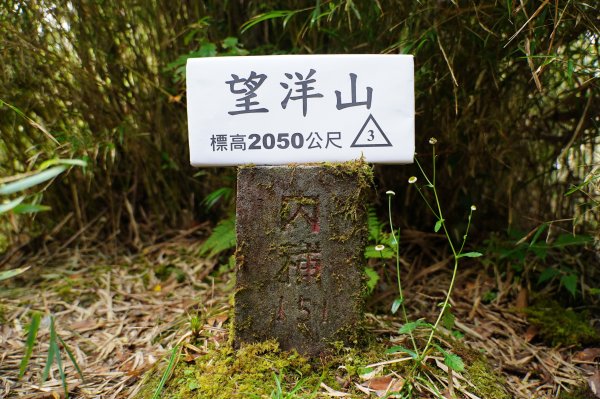宜蘭 大同 望洋山、翠峰湖步道、山毛櫸步道