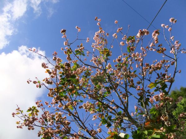 野薑花溪步道387567