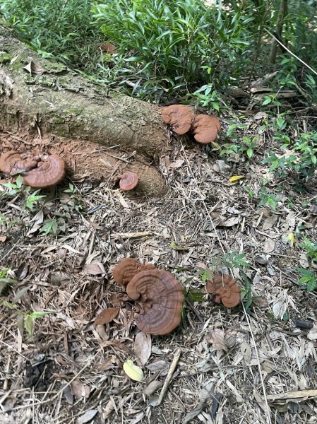 【大棟山系】百年大榕樹2858098