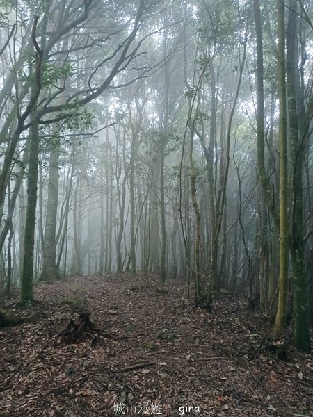 【台中和平】迷霧山林。 谷關七雄~屋我尾山(大雪山北登山口)2339075