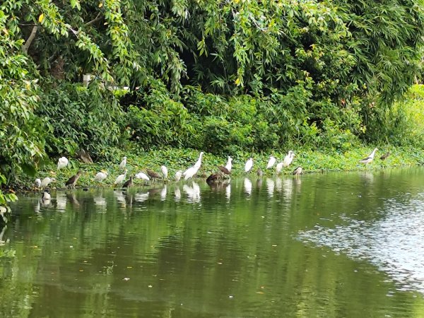 大安森林公園、大港墘公園【走路趣尋寶】【臺北健走趣】2556025