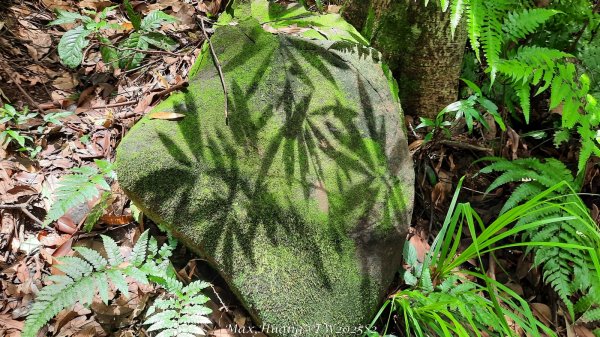 《台中》優美稜線｜橫嶺山自然步道（大雪山社區南登山口）202505312800155