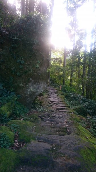 溪頭天文台登山步道、神木步道1523917