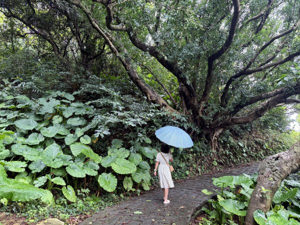 野柳地質公園、野柳岬山步道202507212863857