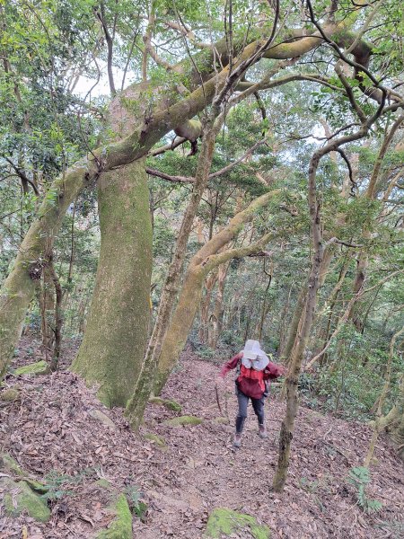 樟之細路RSA45(協雲宮至沖庫山來回)+和興山202501312702852