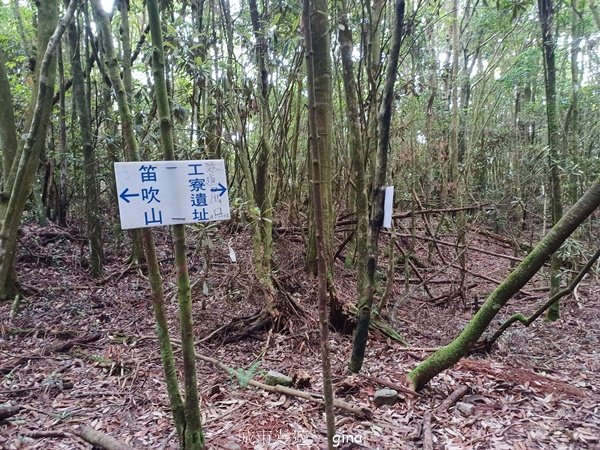 【台中和平】筆直的杉林.林相優美。 橫嶺山x沙連山P型2869048