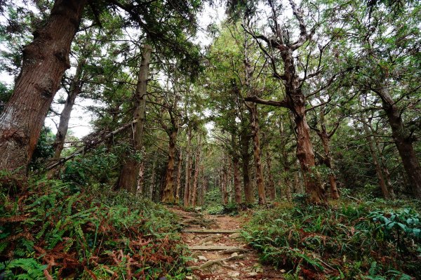 臺中 和平 大崠山、長壽山、醜崠山3028311