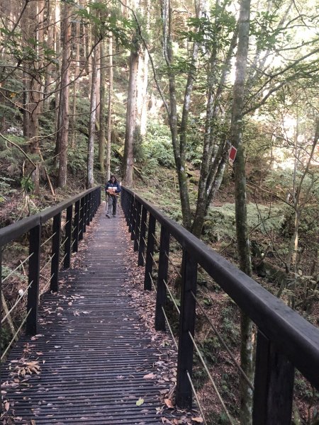 大坪林道 加里山 杜鵑嶺 環線1201441