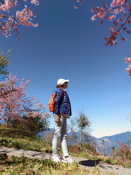 福壽山賞櫻順訪合歡溪步道1624341