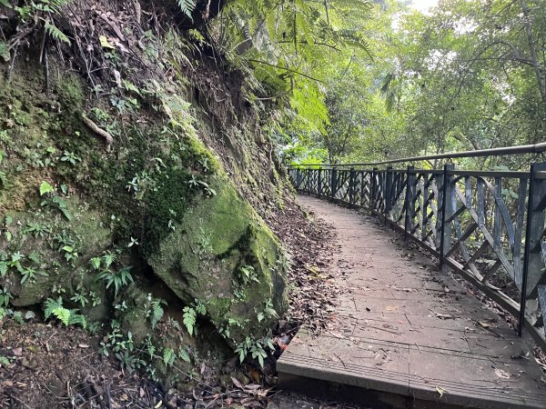 [微笑山線_第六段] 2025_0807 二格山系_和美山螢火蟲段2854613