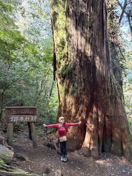 鎮西堡巨木步道B區全段+A區部分3008516